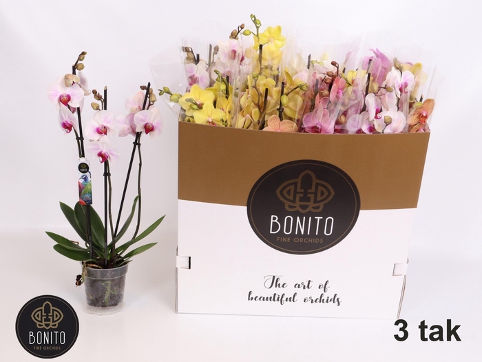 <h4>PHAL GEM 5 KL</h4>