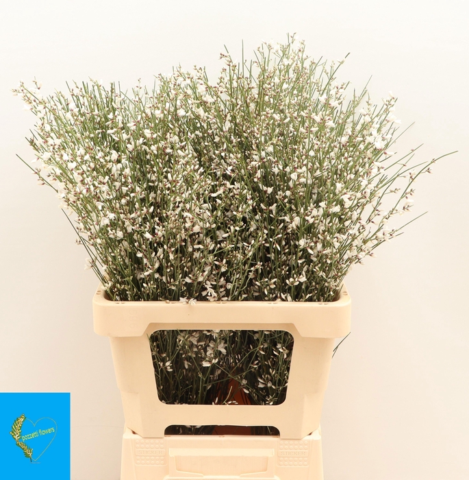 <h4>GEN OV WIT BS Per bos</h4>