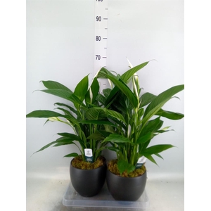 Spathiphyllum  'Bingo Cupido'