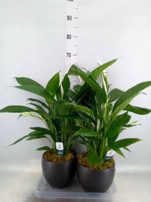 <h4>Spathiphyllum 'Bingo Cupido'</h4>