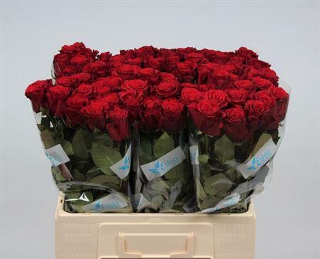 <h4>R Gr Upper Class</h4>