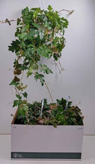 <h4>CISSUS RH ELLEN DAN</h4>