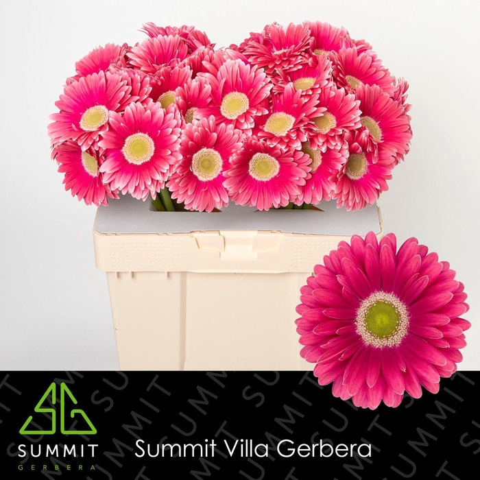 <h4>Gerbera Unique Water</h4>