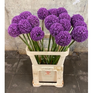 ALLIUM AMBASSADOR