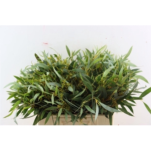 Euca Amber Nut Berry 60cm