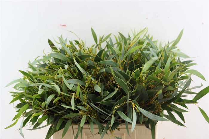 <h4>Euca Amber Nut Berry 60cm</h4>