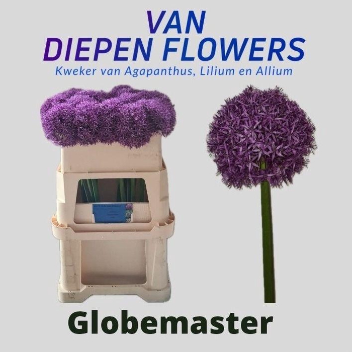 <h4>ALLIUM GLOBEMASTER</h4>