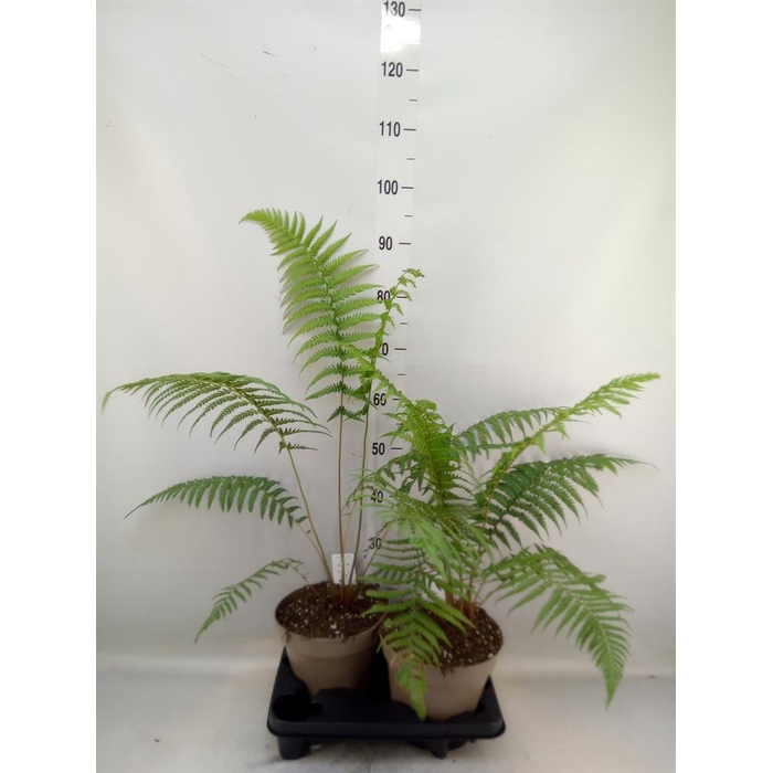 <h4>Dicksonia antarctica</h4>