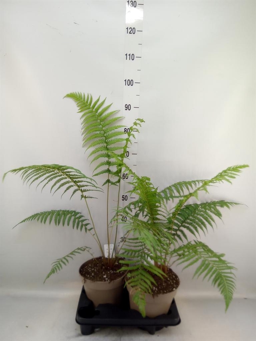 <h4>Dicksonia antarctica</h4>