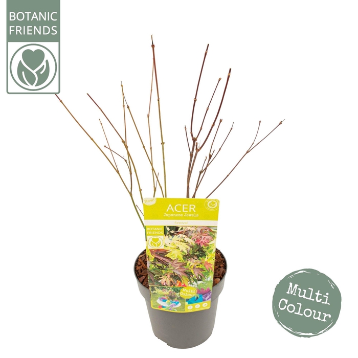 <h4>Acer palm. 'Festival'</h4>