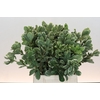 Pittosporum Ilan
