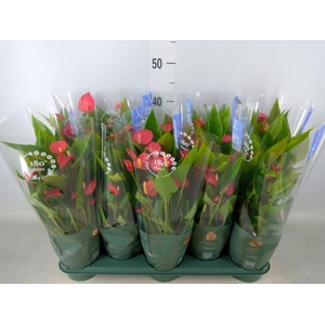 Anthurium andr. 'Mill Flowers Red'