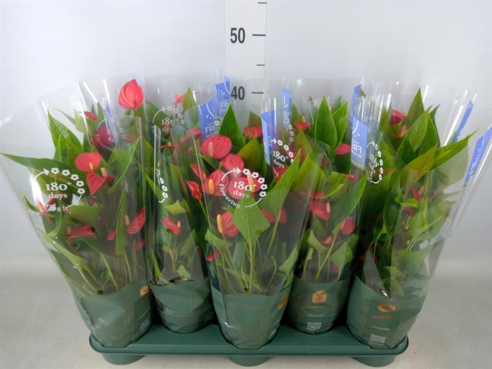<h4>Anthurium andr. 'Mill Flowers Red'</h4>