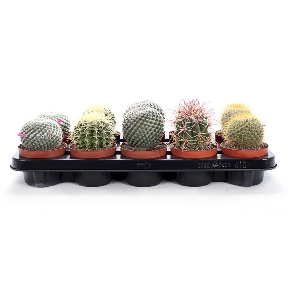 <h4>Cactus Mix Canarias</h4>