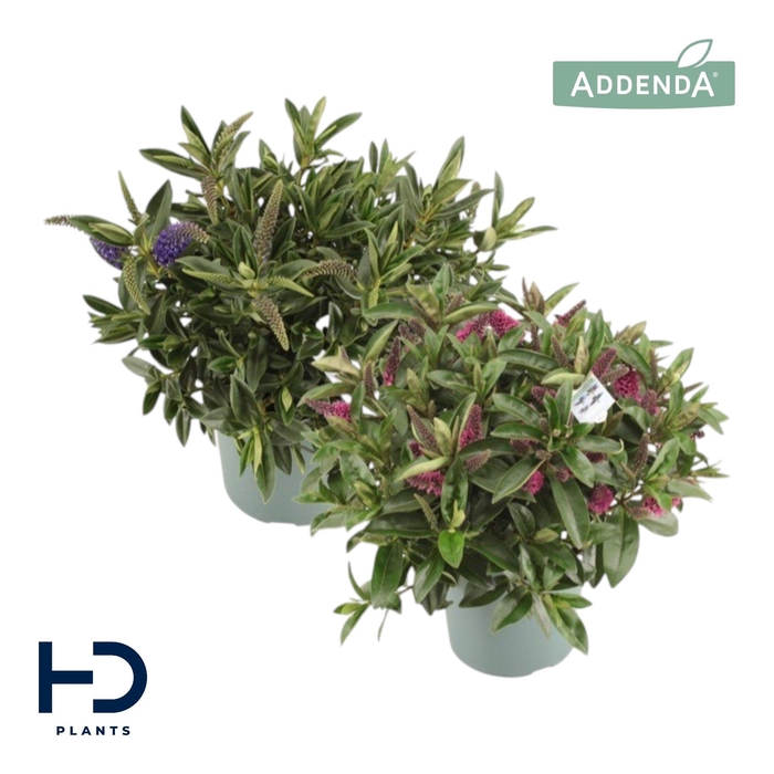 <h4>Hebe Addenda struik XL mix p17 per laag</h4>