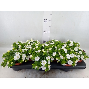 Calibrachoa  'Minifam White'