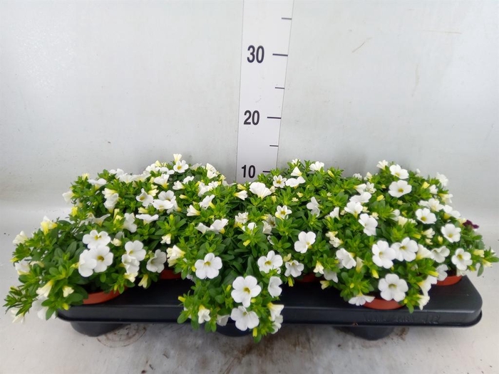 <h4>Calibrachoa  'Minifam White'</h4>