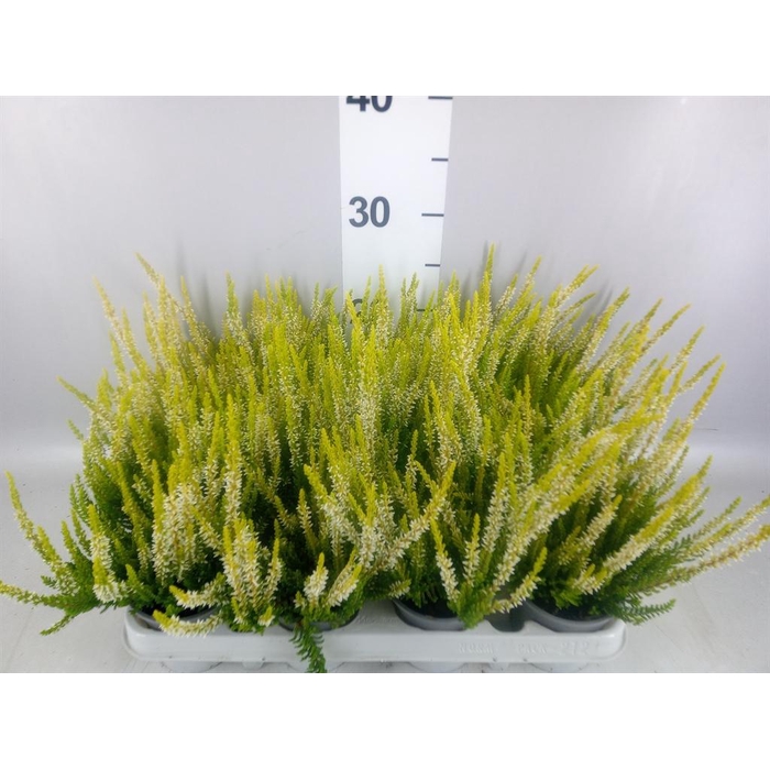 <h4>Calluna vulg. 'Beauty L Agneta'</h4>