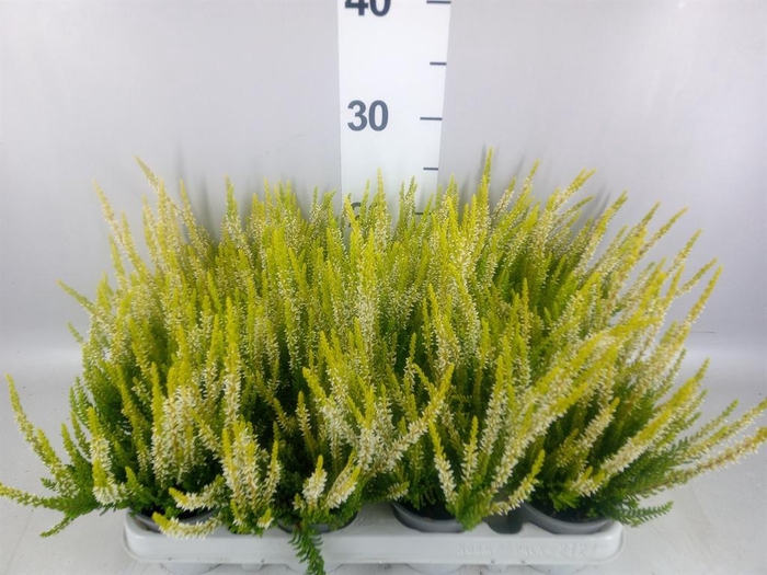 Calluna vulg. 'Beauty L Agneta'