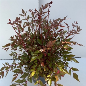 Astilbe rood