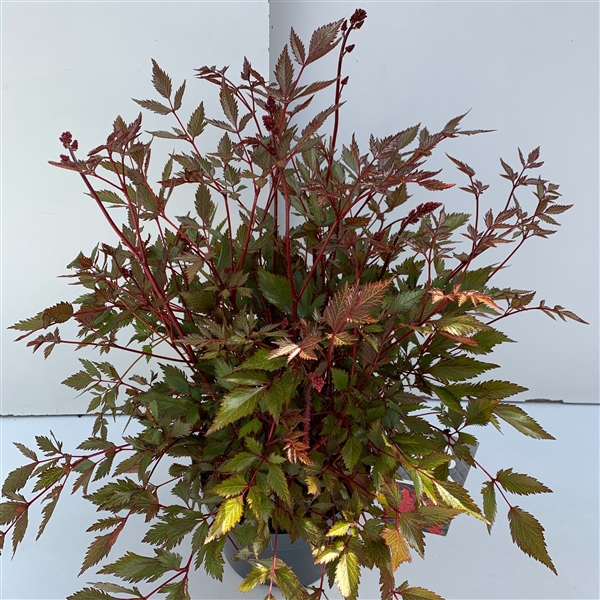 <h4>Astilbe rood</h4>