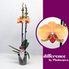 Phalaenopsis grootbloemig 2 tak oranje Marianne