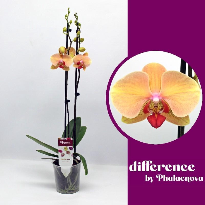<h4>Phalaenopsis grootbloemig 2 tak oranje Marianne</h4>