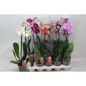 PHAL GEM
