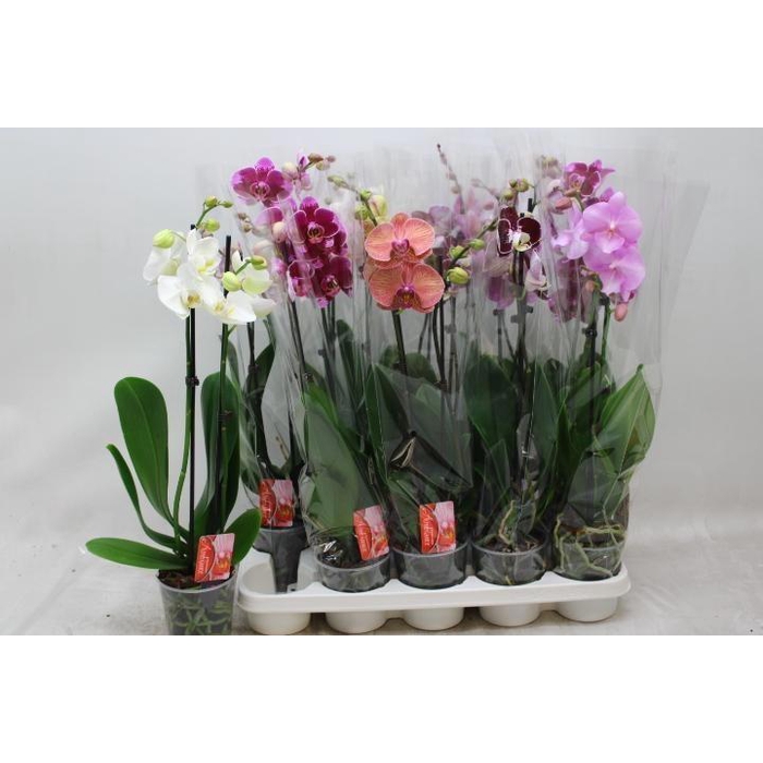 <h4>PHAL GEM</h4>