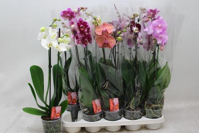 PHAL GEM