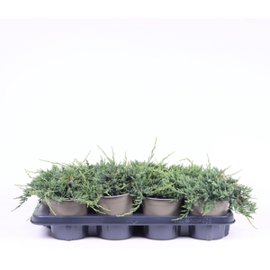 Juniperus Wiltonii