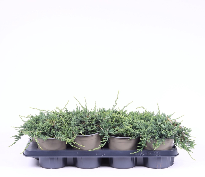 <h4>Juniperus Wiltonii</h4>