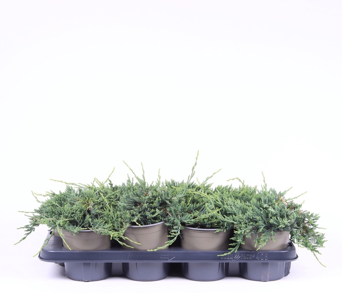<h4>Juniperus Wiltonii</h4>