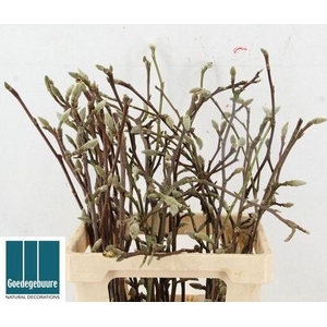 MAGNOLIA GRANDIFLORA