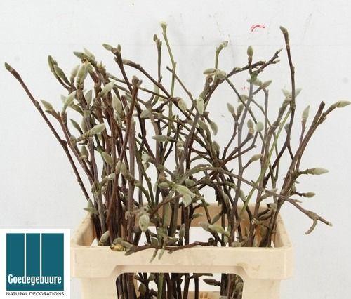 <h4>MAGNOLIA GRANDIFLORA</h4>