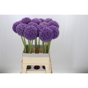 Allium Giganteum