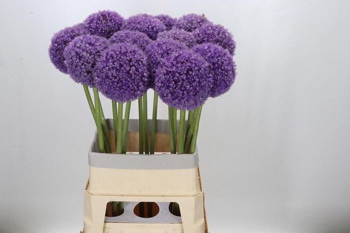 <h4>Allium Giganteum</h4>