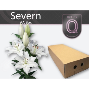 LI OR SEVERN AA doos 4+