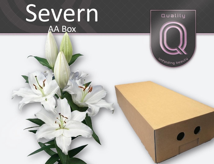 <h4>LI OR SEVERN AA doos 5+</h4>