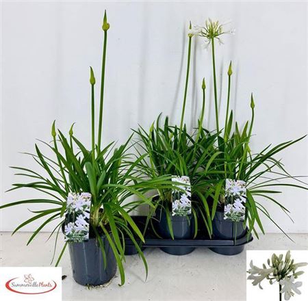 Agapa Pitchoun White