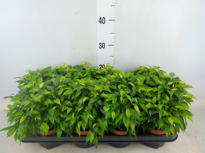 <h4>Ficus benja. 'Green Kinky'</h4>