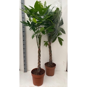 PACHIRA AQUATICA