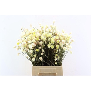 Kaaps Cape Snow Yellow P Bunch