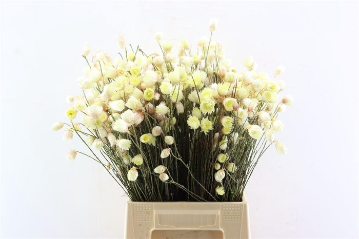 <h4>Kaaps Cape Snow Yellow P Bunch</h4>