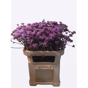 VERBENA OV