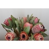 Protea Barbigera Air