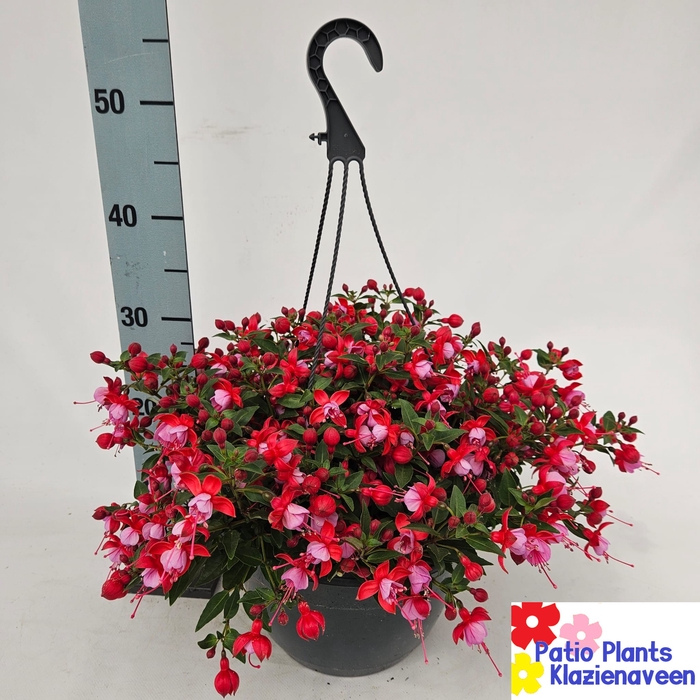 <h4>FUCHSIA B F LYDIA</h4>