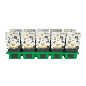 Leucanthemum maximum