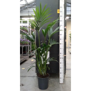Howea forsteriana