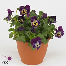 Viola corn. 'Evo Mini Jolly Face'